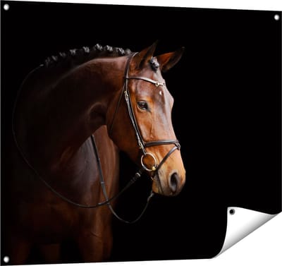 Gards Tuinposter Bruin Paard op een Zwart Achtergrond - 100x80 cm - Tuindoek - Tuindecoratie - Wanddecoratie buiten - Tuinschilderij