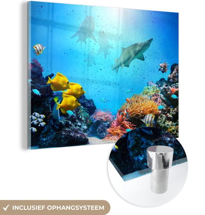 MuchoWow® Glasschilderij 160x120 cm - Schilderij acrylglas - Zee - Vissen - Kleuren - Foto op glas - Muurdecoratie woonkamer - Wanddecoratie slaapkamer - Schilderijen
