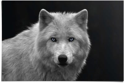 Poster White Wolf - blue eyes - 61 x 91,5 - Papier - REINDERS