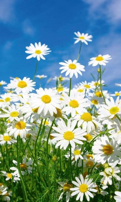 Fotobehang - Daisies 150x250cm - Vliesbehang