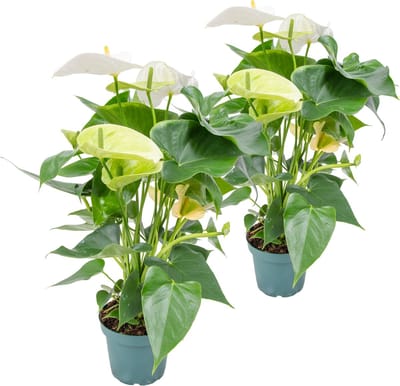 Bloomique - Set van 2 - Flamingoplant - Wit - Kamerplanten - Luchtzuiverend - Hoogte 30-40 cm - Pot 12 cm