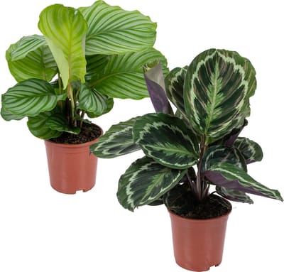 Bloomique - Set van 2 Calathea - Medaillon en Orbifolia - Pauwenplant - Kamerplanten - Luchtzuiverend - Diervriendelijk - Hoogte 40-50 cm - Pot 14 cm