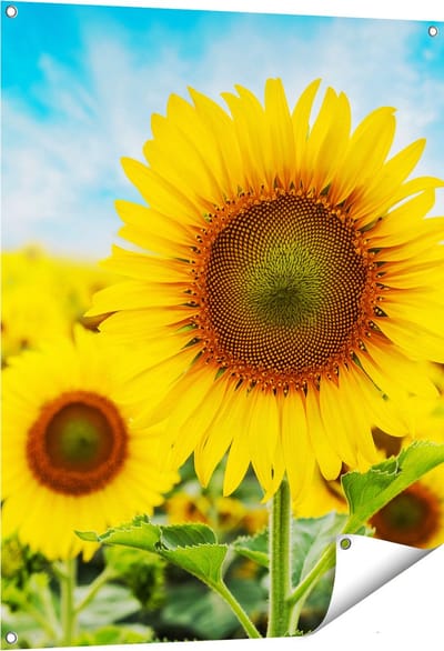 Gards Tuinposter Zonnebloemen Veld - 80x100 cm - Tuindoek - Tuindecoratie - Wanddecoratie buiten - Tuinschilderij