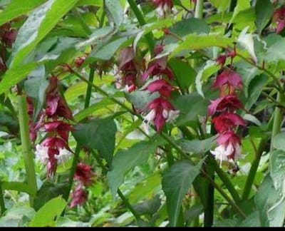 Leycesteria formosa - Fazantenbes, Karamelbes, Grootmoeders Oorbel 40- 50 cm in pot