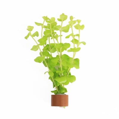 Moerings Lysimachia Aurea | Penningkruid | In Terracotta Ring Waterplant