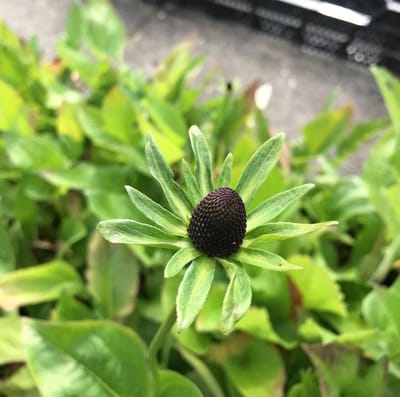 6 x Rudbeckia occidentalis 'Green Wizard' - Zonnehoed - P9 Pot ( 9 x 9cm) - Dima Vaste Planten