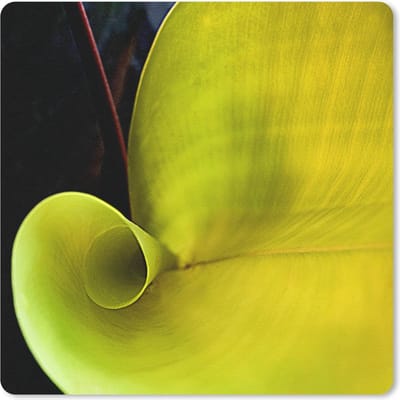 Muismat Botanisch - Prachtige natuurpatronen van een botanisch blad muismat rubber - 23x19 cm - Muismat met foto