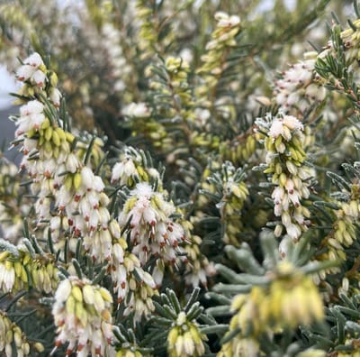 Winterheide Wit - 10 Stuks - Erica carnea 'Springwood White' - P10.5 - Plant - Tuinplant - Heide