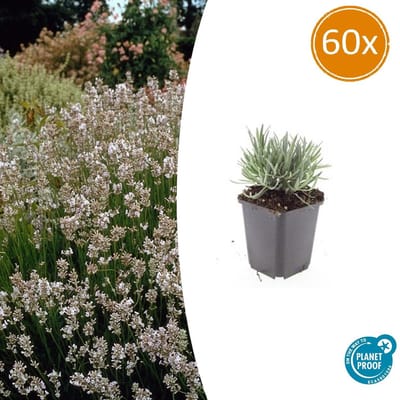 60 stuks Lavendel Edelweiss, frisse witte bloementjes, Heerlijk Geurend, Lavandula int. Edelweiss - 10-25cm - Ø9cm