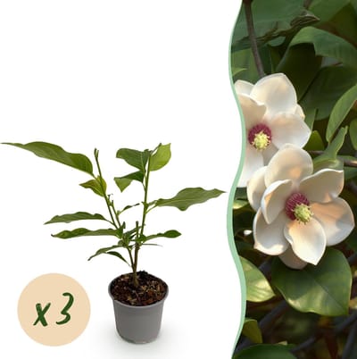 Green boutiQ - Tuinplant - Magnolia sieboldii - Bloem Wit-Rood - 3 Planten - Bladverliezend - Weinig Onderhoud -Pot 12cm Hoogte 30cm