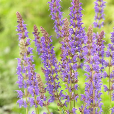 Bosalvia (Salvia Nemorosa) - Bossalie Mainacht - Vaste planten - Bijen-Vlinders - Snijbloemen - Zomerbollen - Voorjaarsbollen