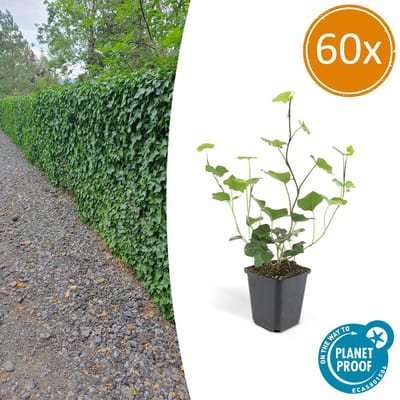 Tuinplantenshop.com | Hedera Hibernica | 60 stuks - Ø9cm - 10-25cm hoog - Tuinplant