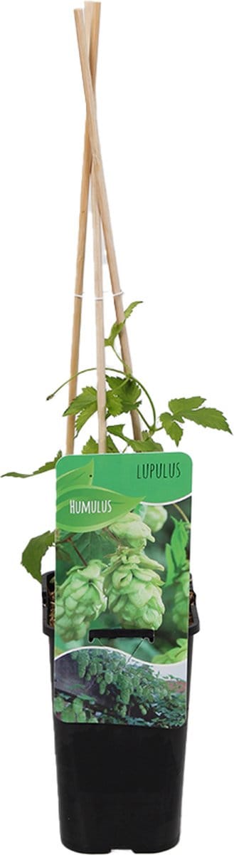 Bloomique - Humulus Lupulus - Hop Plant - Geschikt voor Bier Brouwen - Klimplanten - Tuinplanten - Winterhard - Hoogte 50-70 cm - Pot 15cm
