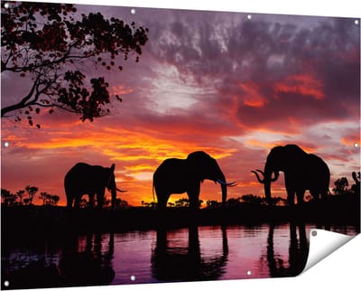 Gards Tuinposter Olifanten tijdens Zonsondergang - Silhouet - 150x100 cm - Tuindoek - Tuindecoratie - Wanddecoratie buiten - Tuinschilderij