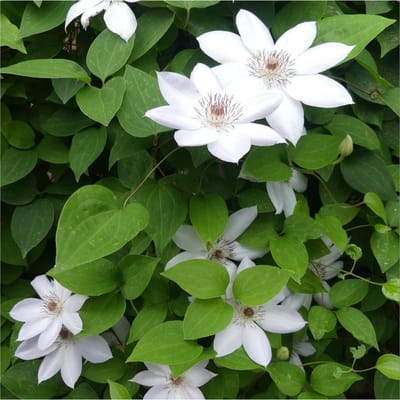 12 x Witte Clematis 'Miss Bateman' - Bosrank Wit - Winterharde Bloeiende Klimplant in C2(liter) pot met hoogte 50-60cm