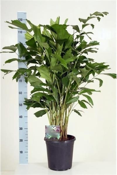 Caryota Mitis 120cm hoog potmaat Ø24cm
