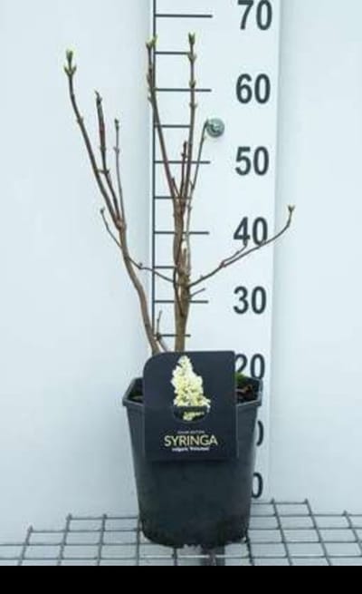 Syringa vulg. 'Primrose' ('sterntaler/y. wonder') - Sering 50- 60 cm in pot