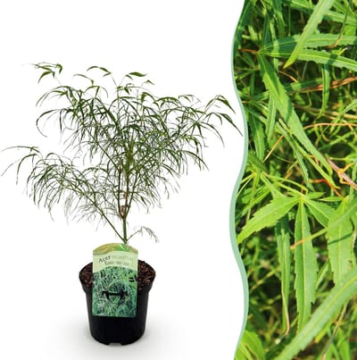 Green boutiQ - Terrasplant - Japanse Esdoorn - Acer palmatum Koto-no-ito - Groen - 1 Plant - Bladverliezend - Pot 19cm Hoogte 70cm