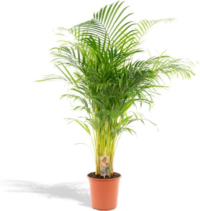 Goudpalm of vlinderpalm, kamerplant, Areca palm - Ø21cm - 130cm