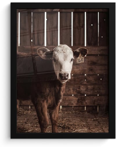 Poster in lijst - Fotolijst 30x40 cm - Posters - Kalf - Oormerk - Houten stal - Posterlijst zwart - Decoratie - Wanddecoratie woonkamer - Muurdecoratie slaapkamer