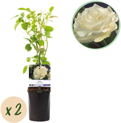 Plantenboetiek.nl | Klimroos - Rosa White Climber - Bloem Wit - Weinig onderhoud - 2 planten - Ø10cm - 30-40cm hoog - Tuinplant