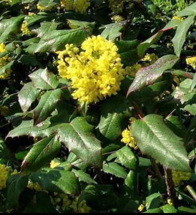 Mahonia aquifolium - Druifstruik, Mahoniestruik, Hulstberberis 40- 60 cm in pot