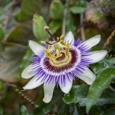 Passiebloem (Passiflora) - edulis - Vaste planten - Bijen-Vlinders - (Ook)-Voor in huis - Klimplant