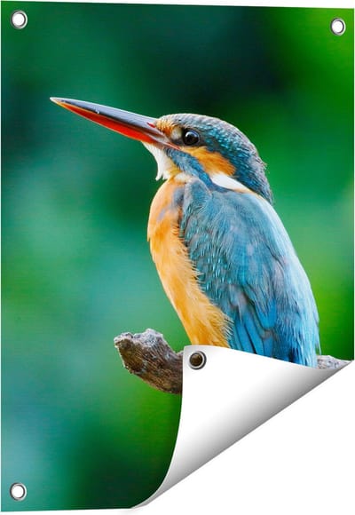 Gards Tuinposter Blauw Oranje IJsvogel op een Tak - 40x50 cm - Tuindoek - Tuindecoratie - Wanddecoratie buiten - Tuinschilderij