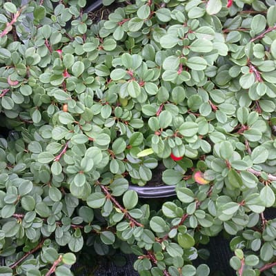 24 x Dwergmispel 'Streibs Findling' - Cotoneaster procumbens 'Streibs Findling' pot 9x9cm, voor 3m² : Een bodembedekker met glanzend wintergroen blad.