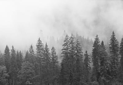 Fotobehang Bos in de Mist XXL – posterbehang – 368 x 254 cm – Zwart Wit