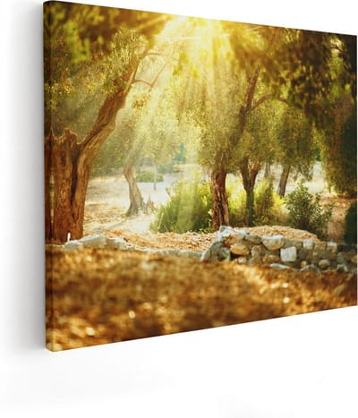 Artaza Canvas Schilderij Olijfboom - 50x40 cm - Wanddecoratie Natuur - Muurdecoratie Woonkamer - Schilderijen Op Canvas Landschap