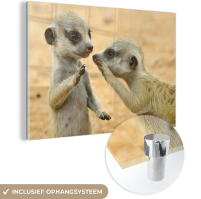 MuchoWow® Glasschilderij 90x60 cm - Schilderij acrylglas - Stokstaartjes - Bruin - Dier - Foto op glas - Schilderijen