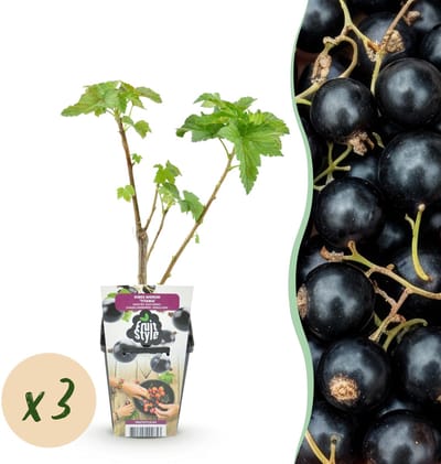 Plantenboetiek.nl | Zwarte Bes - Ribes nigrum Titania - Winterhard - 3 Planten - Ø9cm - 15-25cm hoog - Tuinplant