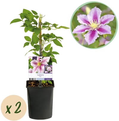 Green boutiQ - Klimplant - Clematis Piilu - Bloem Roze - Weinig onderhoud -2 planten - Pot 11cm Hoogte 40cm