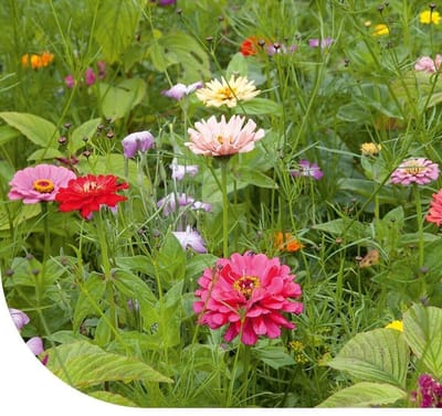 Dailygoods - Snijbloemen Mix - 250 g voor Pluktuin met 32 Soorten Bloemen