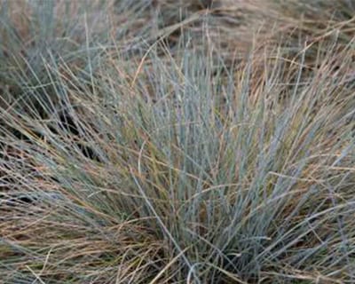 Plants Online - Tuinplanten - Zwenkgras 'elijah blue' - Pot 20-25 cm - set van 10 - Bloeiende plant - Langzame groeier - Weinig onderhoud - Wintergroen