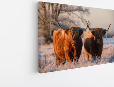 Saammp Canvas Schilderij - Schotse Hooglander Koe - Abstract - Dieren - Natuur - 45x30 - Foto op canvas - Wanddecoratie - muurdecoratie Woonkamer - Slaapkamer decoratie - Canvas Print