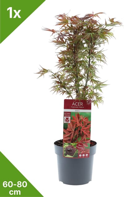 GARDENZO - 1x Acer palmatum 'Shaina' - Japanse Esdoorn in 3 ltr pot 60/80 cm
