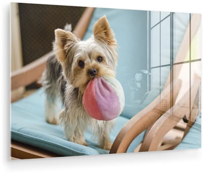 ® Glasschilderij 180x120 cm - Schilderij acrylglas - Yorkshire Terrier speelt met een gekleurde bal - Foto op glas - Muurdecoratie woonkamer - Wanddecoratie slaapkamer - Schilderijen
