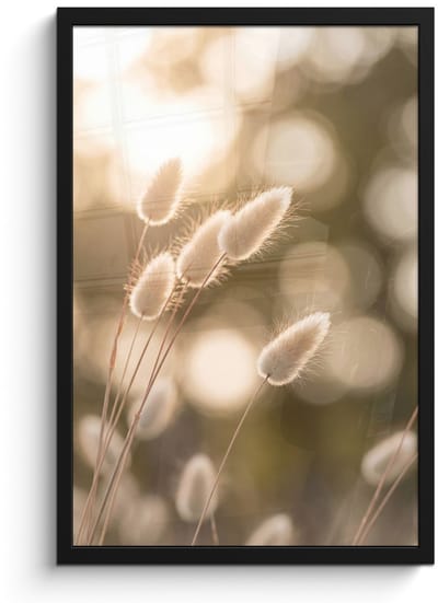 Poster in lijst - Fotolijst 40x60 cm - Posters - Hazestaartgras - Wit - Zonlicht - Posterlijst zwart - Decoratie - Wanddecoratie woonkamer - Muurdecoratie slaapkamer
