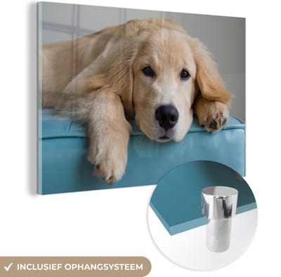 ® Glasschilderij 180x120 cm - Schilderij acrylglas - Een liggende Golden Retriever - Foto op glas - Muurdecoratie woonkamer - Wanddecoratie slaapkamer - Schilderijen