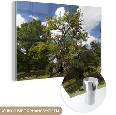 ® Glasschilderij 180x120 cm - Schilderij acrylglas - De Rumskulla-eik in het Norra Kvill Nationaal park - Foto op glas - Muurdecoratie woonkamer - Wanddecoratie slaapkamer - Schilderijen