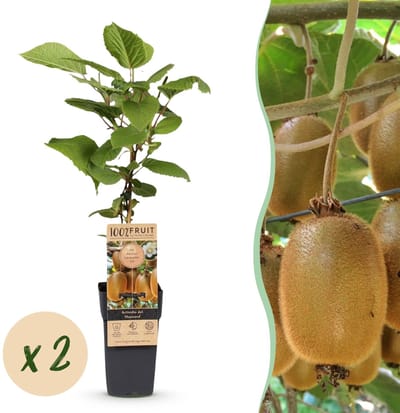 Green boutiQ - Fruitplant - Actinidia deliciosa Hayward - Kiwiplant - Vrouwelijk - Groene Vrucht - 2 Planten - Pot 15cm - Hoogte 50cm