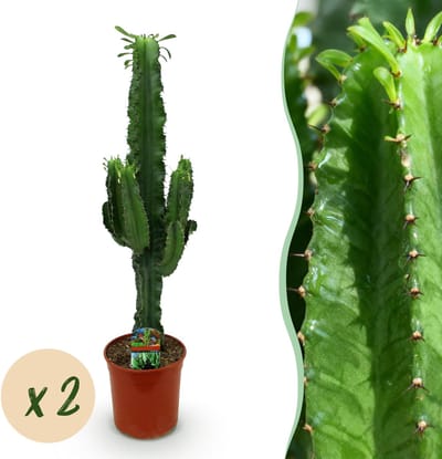 Plantenboetiek.nl | Euphorbia eritrea - Afrikaanse melkboom - Weinig onderhoud - Groen - 2 - Ø19cm - 60-70cm hoog - Kamerplant - Groenblijvend