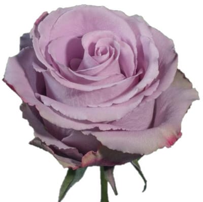 25x Rosa grey knights 50cm