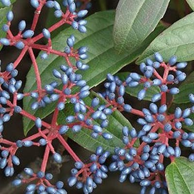 Viburnum Davidii - Sneeuwbal 25-30 cm in pot