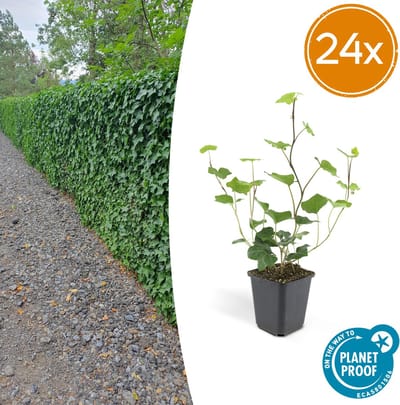 Tuinplantenshop.com | Hedera Hibernica | 24 stuks - Ø9cm - 10-25cm hoog - Tuinplant