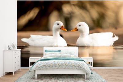 Behang - Fotobehang Eend - Wit - Dieren - Water - Vogel - Eenden - Breedte 400 cm x hoogte 300 cm