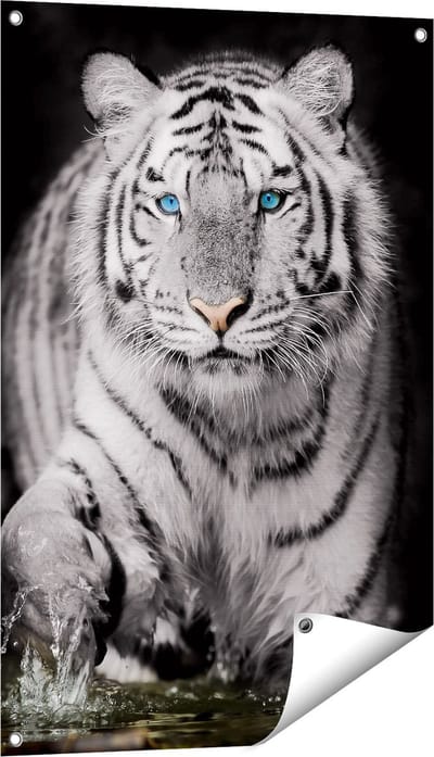Gards Tuinposter Tijger met Blauwe Ogen - Zwart Wit - 60x90 cm - Tuindoek - Tuindecoratie - Wanddecoratie buiten - Tuinschilderij