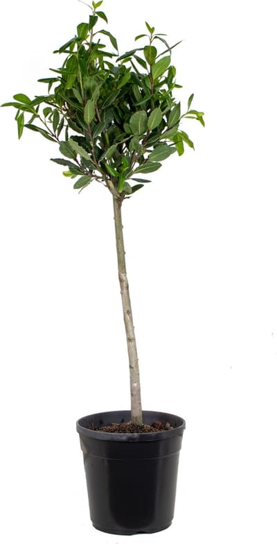 Bloomique - Laurus Nobilis - Echte Laurier op Stam- Laurier Plant - Tuinplanten - Winterhard - Hoogte 80-100 cm - Pot 21 cm